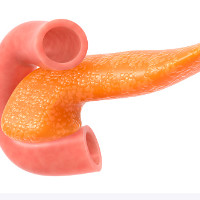 die Bauchspeicheldrüse