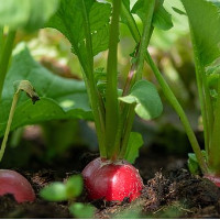 das Radieschen