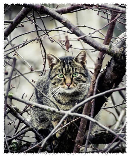 Статья на немецком языке с переводом и упражнениями. Кошка лезет на дерево (предлоги места). Die Katze klettert auf den Baum.