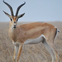 die Antilope