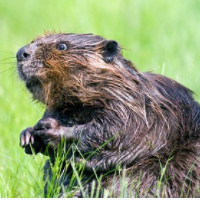 der Biber