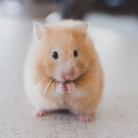 der Hamster