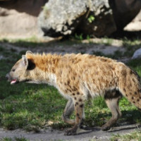 die Hyäne