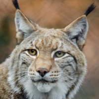 der Luchs