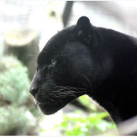 der Panther