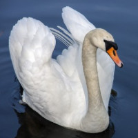 der Schwan