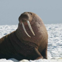 das Walross