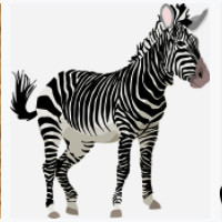 das Zebra