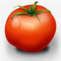 die Tomate