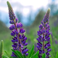 die Lupine