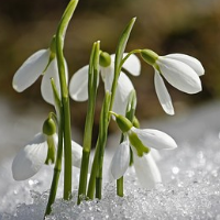 das Schneeglöckchen