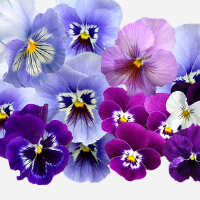 die Stiefmütterchen