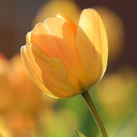 die Tulpe