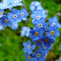 das Vergissmeinnicht