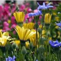 die Mannigfaltigkeit